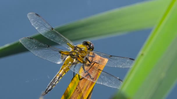 Libélula estão sentados em uma folha perto do rio, A libélula captura no galho da árvore e toco de madeira ao ar livre, Libélula bonita no habitat natural . — Vídeo de Stock