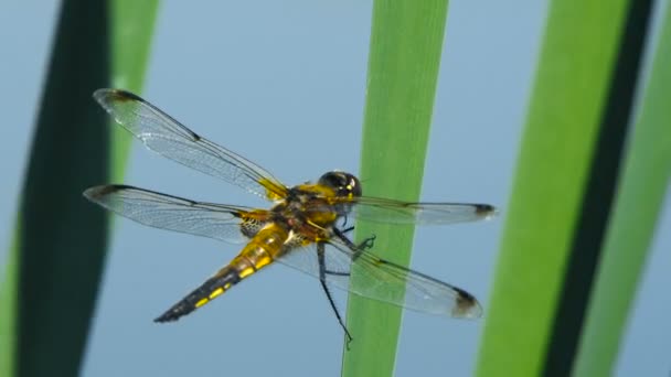 Dragonfly siedzą na liściu w pobliżu rzeki, ważki połowu na gałęzi drzewa i pni drewna na zewnątrz, Piękne ważki w naturalnym środowisku. — Wideo stockowe