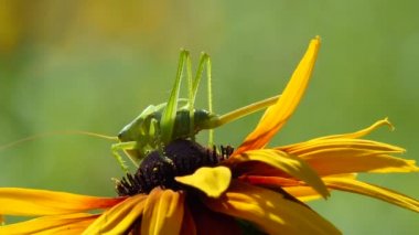 Çiftlikte çekirge, Çiçek'te Büyük Yeşil Çekirge. Makro, Renkli doğa Shot.