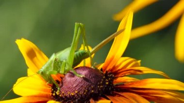 Çiftlikte çekirge, Çiçek'te Büyük Yeşil Çekirge. Makro, Renkli doğa Shot.