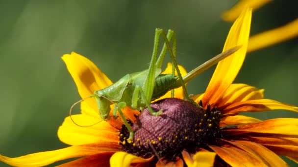 Locust a gazdaságban, nagy zöld szöcske a virág. Makró, színes természet lövés. — Stock videók