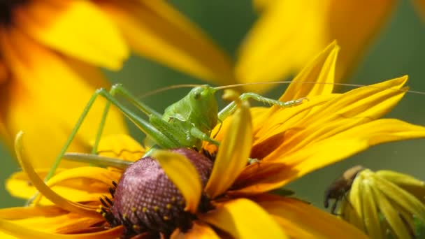 Gräshoppor på gården, Big Green gräshoppa på blomma. Makro, färgglada natur skott. — Stockvideo