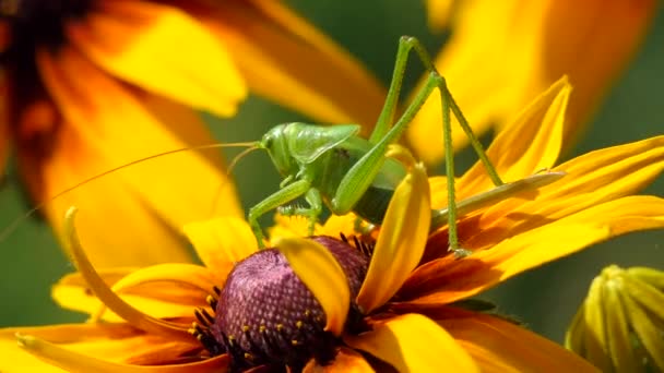 Locust a gazdaságban, nagy zöld szöcske a virág. Makró, színes természet lövés. — Stock videók