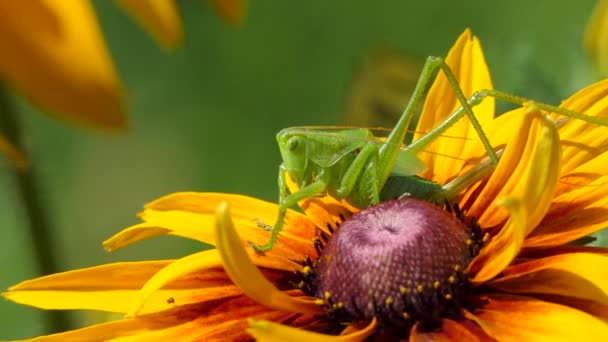 Locust a gazdaságban, nagy zöld szöcske a virág. Makró, színes természet lövés. — Stock videók