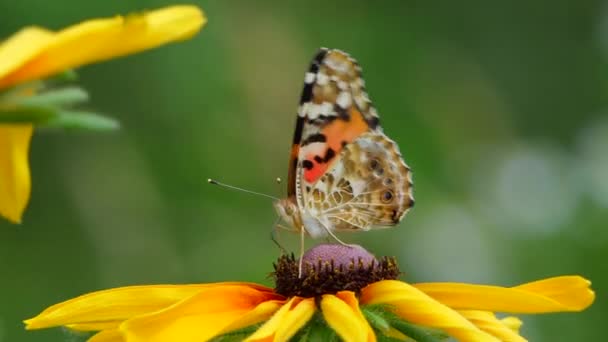 Vacker fjäril på en gul blomma i trädgården, sommar natur, färgglada skott . — Stockvideo