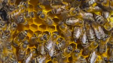 Doğal Bal, Arı balmumu üretmek ve bal oluşturmak