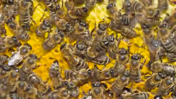 Naturhonig, Bienen produzieren Wachs und erzeugen Honig — Stockvideo