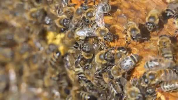 Miel naturel, les abeilles produisent de la cire et créent du miel — Video