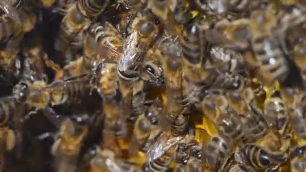 Naturhonig, Bienen produzieren Wachs und erzeugen Honig — Stockvideo