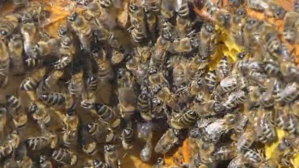 Miód naturalny, Pszczoła produkować wosk i stworzyć miód — Wideo stockowe