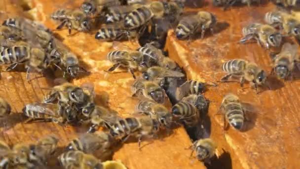 天然蜂蜜，蜜蜂生产蜡和创造蜂蜜 — 图库视频影像