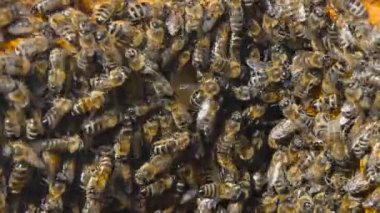 Doğal Bal, Arı balmumu üretmek ve bal oluşturmak