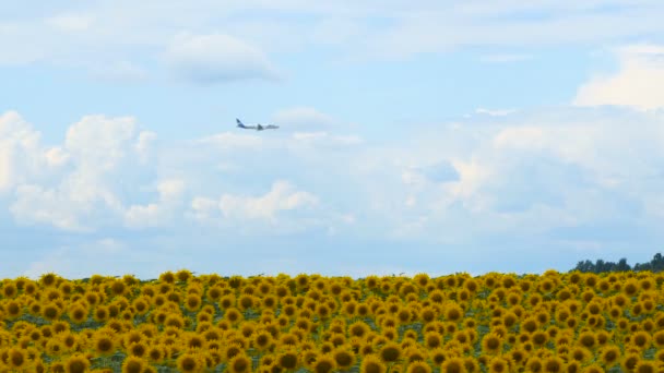 Avión volar sobre el campo de girasol en el día Increíble hermosa naturaleza backgound y paisaje — Vídeos de Stock