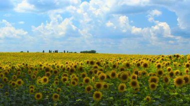 Gün Ayçiçeği alan Amazing güzel doğa backgound ve peyzaj