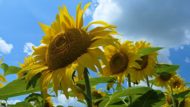 Campo de girasol en el día Increíble hermosa naturaleza backgound y paisaje — Vídeo de stock