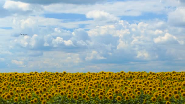 Літак летить над соняшниковим полем в день Дивовижна красива природа фон і пейзаж — стокове відео