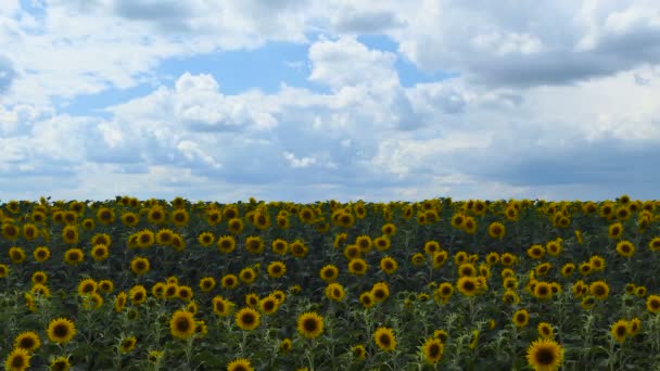 A napraforgó-mező TimeLapse napja csodálatos gyönyörű természet háttérbeli és táj — Stock videók