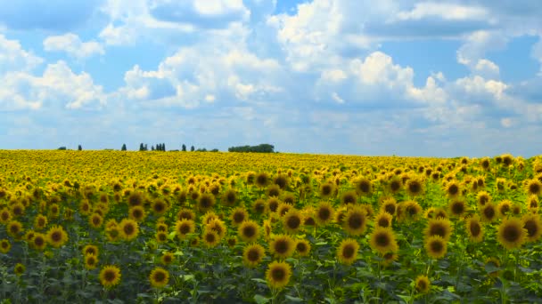 A napraforgó-mező TimeLapse napja csodálatos gyönyörű természet háttérbeli és táj — Stock videók