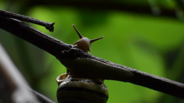 Schnecke. Weinbergschnecke nachts im natürlichen Lebensraum — Stockvideo