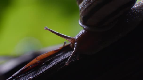 Σαλιγκάρι. Σαλιγκάρι σταφυλιού στο φυσικό περιβάλλον τη νύχτα — Αρχείο Βίντεο