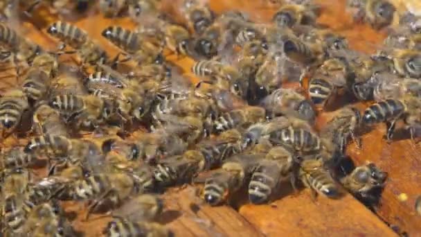 天然蜂蜜，蜜蜂生产蜡和创造蜂蜜 — 图库视频影像