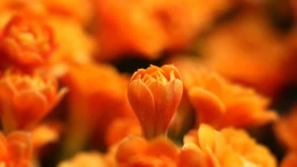 Lente bloemen opening. Mooie lente bloem bloesem open timelapse, extreme close-up. Bloeiende achtergrond op zwart 4k — Stockvideo