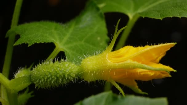 Το αγγούρι της άνθισμα. φυτό μεγαλώνει σε ανθοφορία θάμνο. Τα αγγούρια μεγαλώνουν σε θερμοκήπια. δραστηριότητες στον κήπο. οικολογικά καθαρό. — Αρχείο Βίντεο