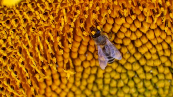 Macro di ape che raccoglie miele di girasole in campo — Video Stock