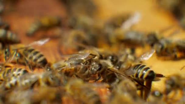 Las abejas en la colmena producen cera y construyen panales con ella. . — Vídeo de stock