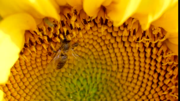 Macro of bee gathering honey from sunflower in field — Stock Video