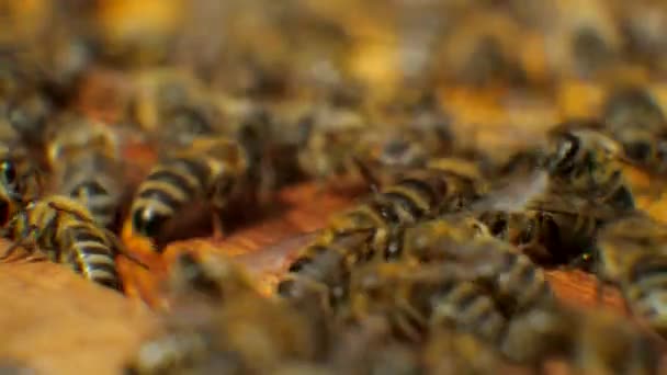 Las abejas en la colmena producen cera y construyen panales con ella. . — Vídeos de Stock