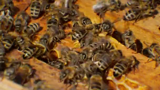 Abelhas na colmeia produzem cera e constroem favos de mel a partir dela . — Vídeo de Stock