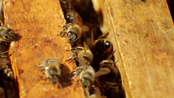 Abejas en la colmena — Vídeo de stock