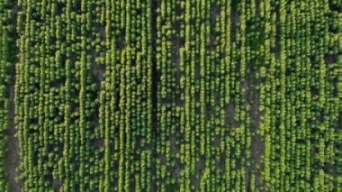 Havadan Görünüm. Ayçiçeği tarlasında uçuş. Ayçiçeği matris soyut Dijital ikili veri kodu. Yaz aylarında ayçiçeği ile güzel alanlar.