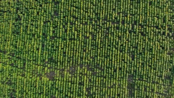 Luchtfoto. Vlucht over het zonnebloem veld. Zonnebloem matrix abstracte digitale binaire gegevens code. Prachtige velden met zonnebloemen in de zomer. — Stockvideo