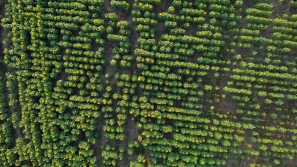 Luftaufnahme. Flug über das Sonnenblumenfeld. Sonnenblumenmatrix abstrakter digitaler binärer Datencode. schöne Felder mit Sonnenblumen im Sommer. — Stockvideo