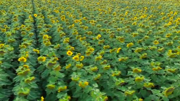 Vue Aérienne. Survolez le champ de tournesol. Tournesol se balançant dans le vent.Beaux champs avec des tournesols en été .