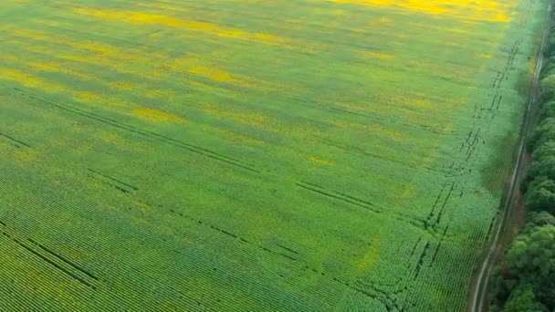 航空写真。ヒマワリ畑上空を飛行。ひまわりが風に揺れている。夏のヒマワリの美しい畑. — ストック動画