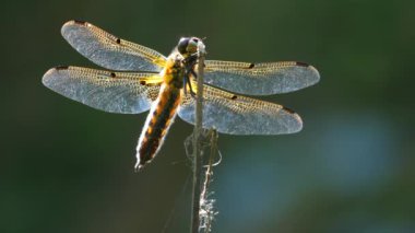 Güzel sabah gün doğumunda ağaçüzerinde uçan sarı ve siyah yusufçuk.