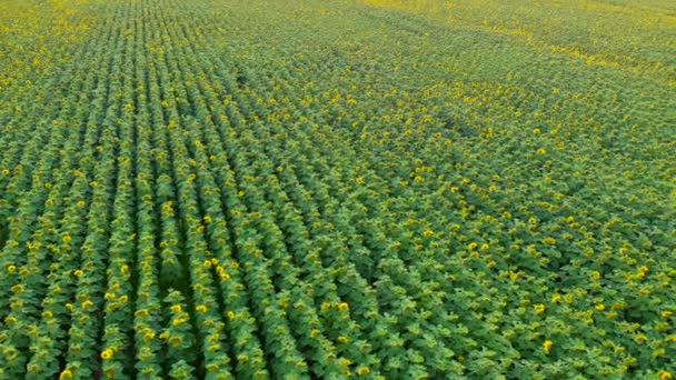 Luftaufnahme. Flug über das Sonnenblumenfeld. Sonnenblume wiegt sich im Wind. Schöne Felder mit Sonnenblumen im Sommer. — Stockvideo