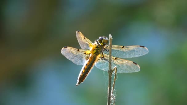 Yellow and black dragonfly flying on tree in beautiful morning sunrise. — Stock Video
