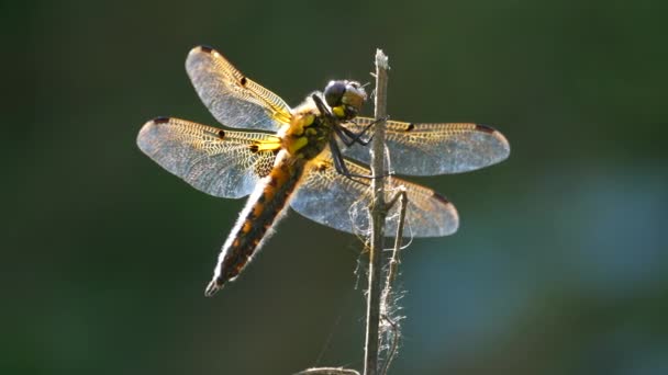 Libellula gialla e nera che vola sull'albero in bella alba del mattino . — Video Stock