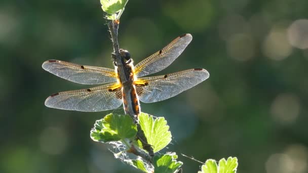 Yellow and black dragonfly flying on tree in beautiful morning sunrise. — Stock Video
