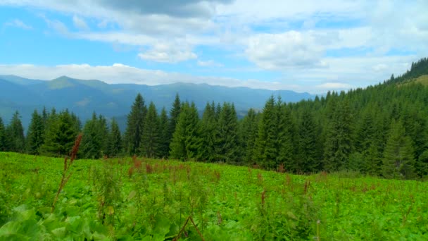 Mountaine erdővel. Természet TimeLapse tájkép gyönyörű kék eget felhők — Stock videók