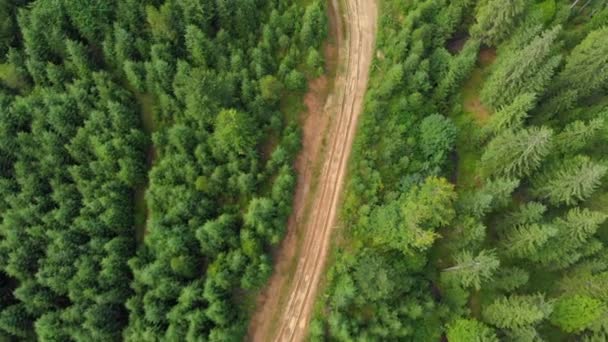 Droga w zielonym lesie aerial shot. Piękny las lato krajobraz w słoneczny Pogoda — Wideo stockowe