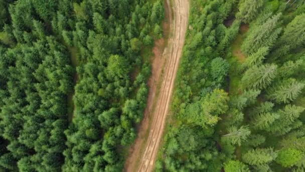 Camino en el verde Bosque tiro aéreo. Hermoso paisaje del bosque de verano en tiempo soleado — Vídeo de stock