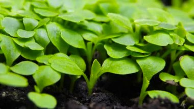 İlkbaharda filizlenen bitkiler, filizlenen tomurcuklar sera tarımında yeni doğan tere salatası bitkisi