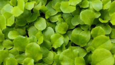 Tohum toprak tarım bahar yaz Timelapse içinde büyüyen takımıdır