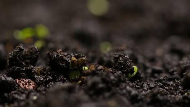 Plantas en crecimiento en primavera timelapse, germinación brotes planta de ensalada de berro recién nacido en la agricultura de invernadero — Vídeos de Stock