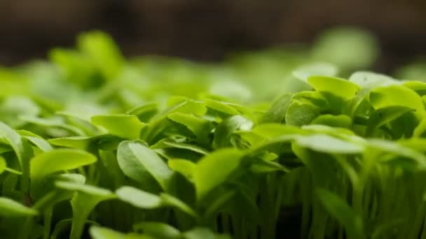 봄철에 재배하는 식물, 온 실효 과에 있는 새로 발아하는 크리스 샐러드 공장 — 비디오